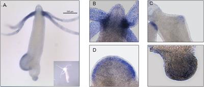 Identification of Components of the Hippo Pathway in Hydra and Potential Role of YAP in Cell Division and Differentiation